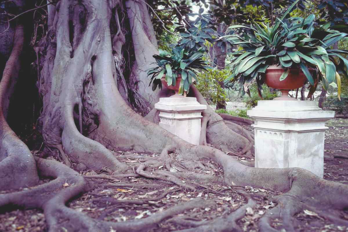 jene-stephaniuk-lkmGeyLItrw-unsplash-ls albero dell'orto botanico palermo