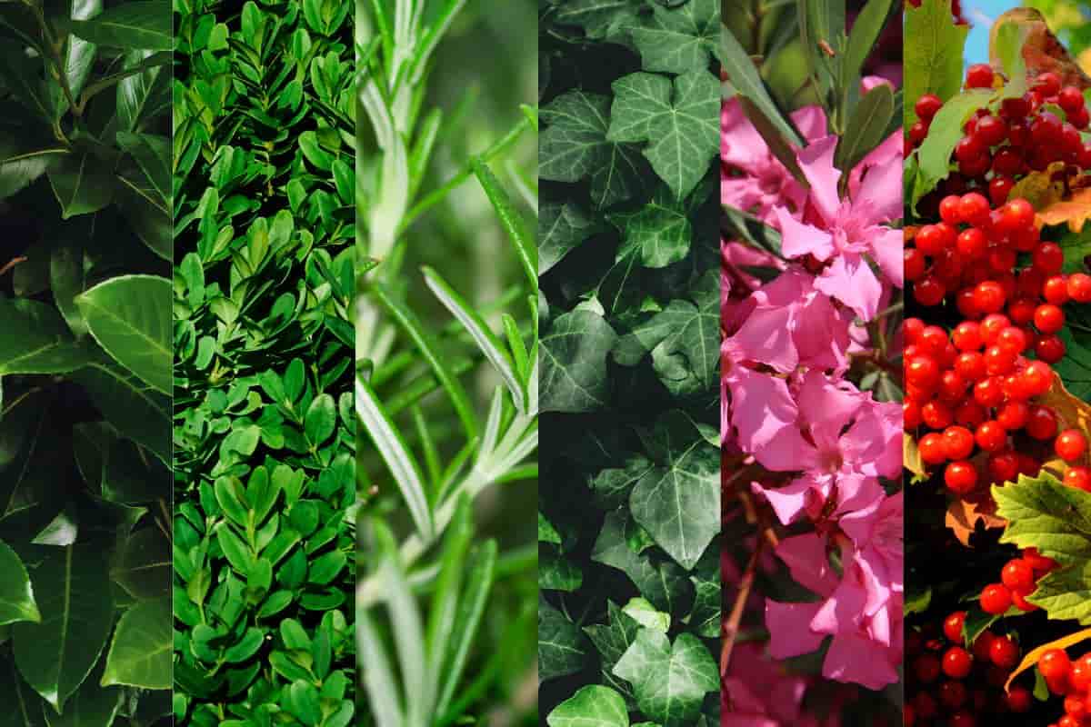 varie piante sempreverdi